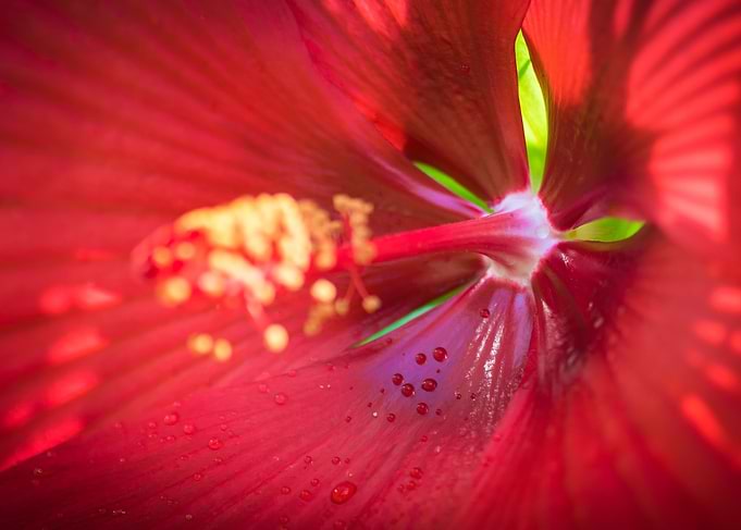Heart of the Hibiscus
