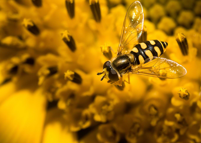 Hoverfly on a sunflower