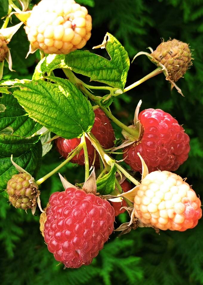 raspberries