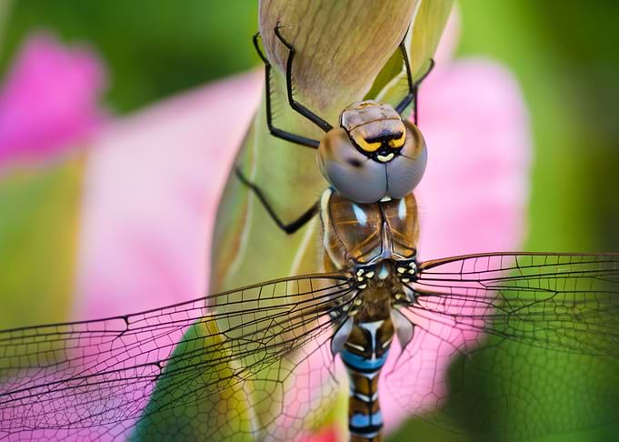 Dragonfly