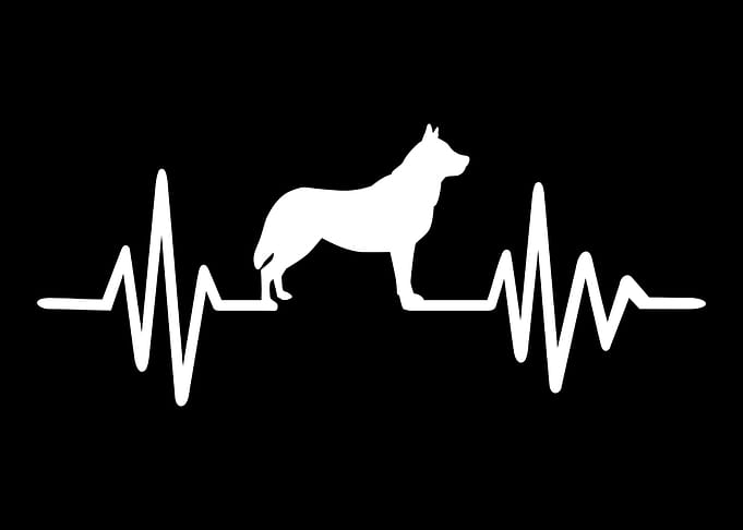 Husky