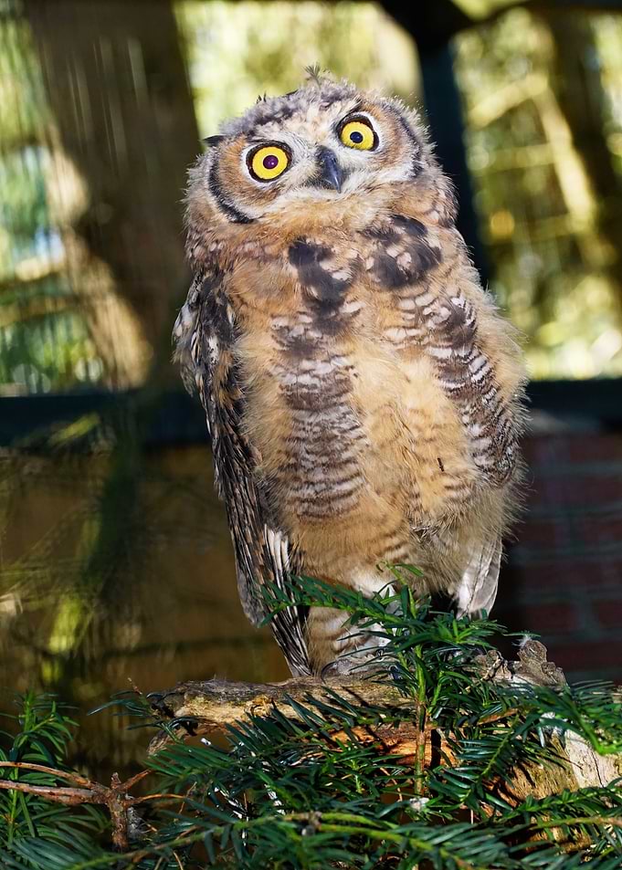 blur owl yellow