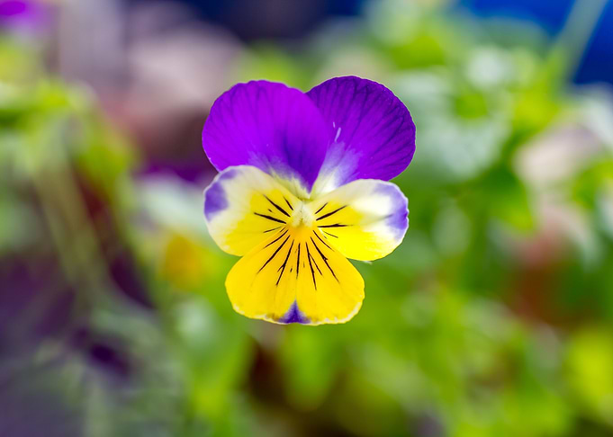 Simple Beauty