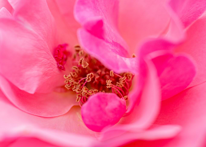 Pinky