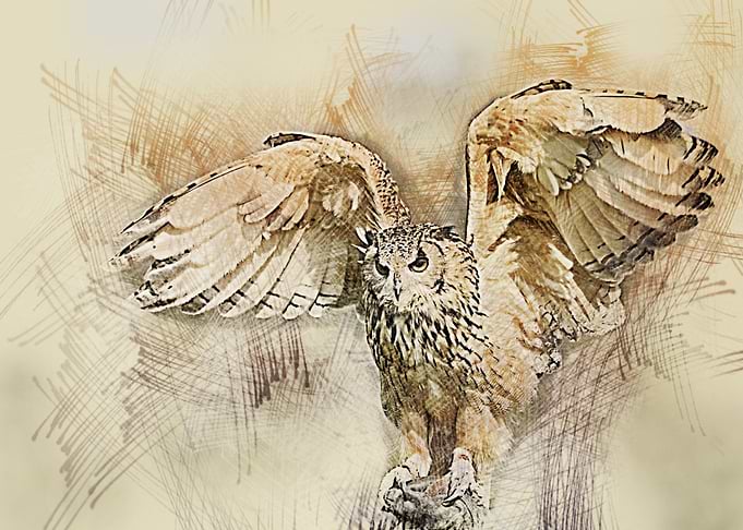 designs art posters owl