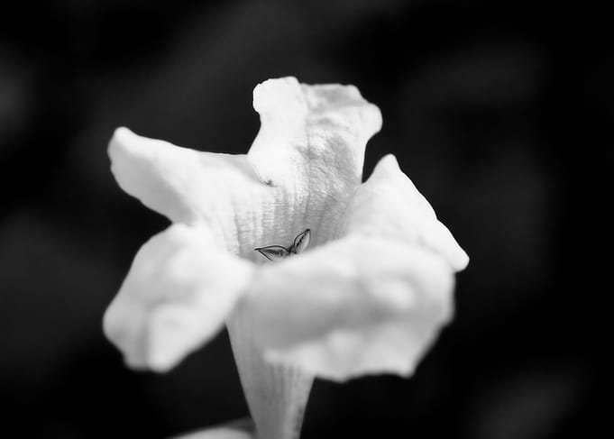 White Flower