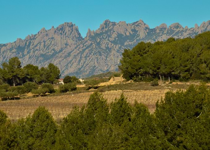 Trees and mountain