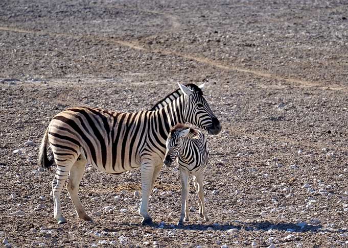 Two Zebras