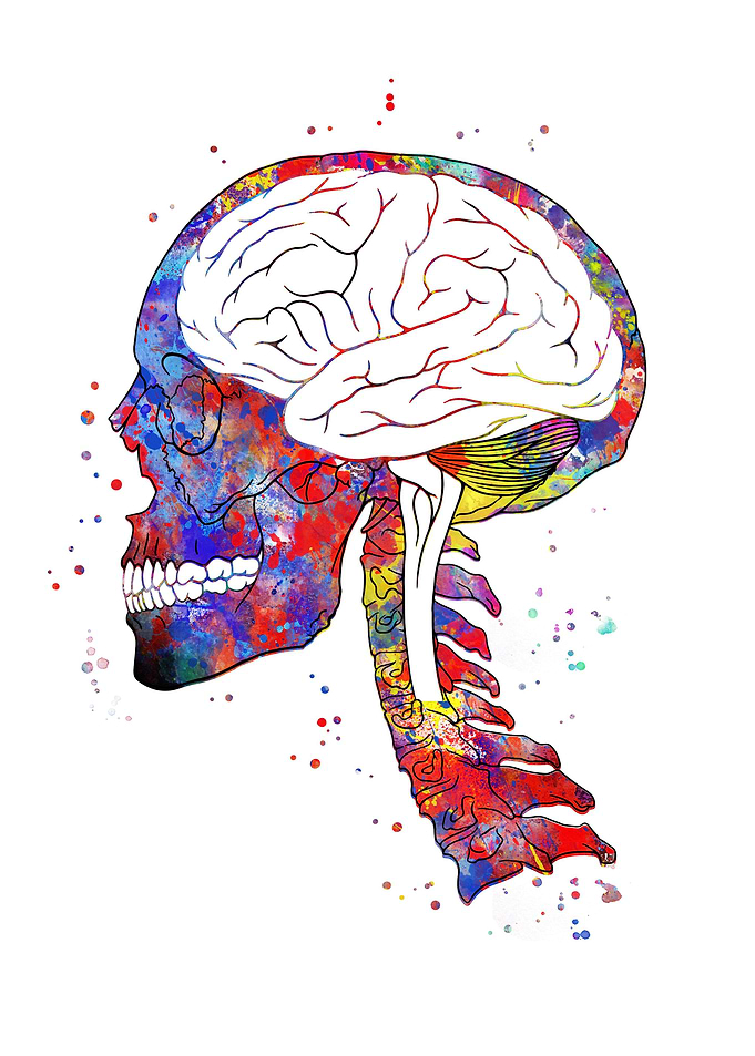 Skull and brain