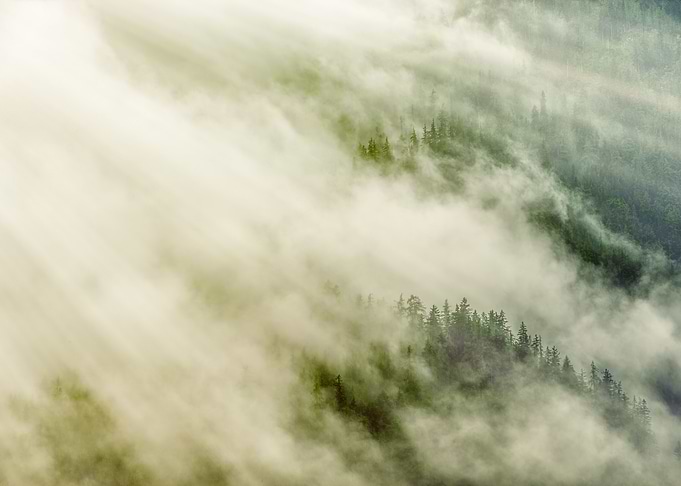 Misty Forest Pines
