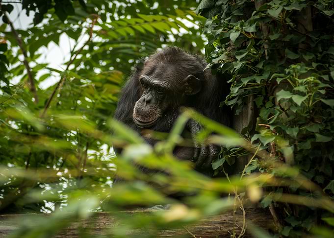 Monkey in the Tree