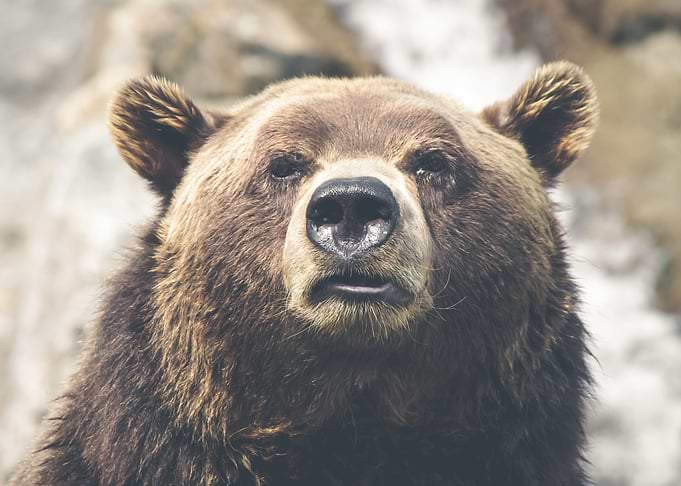 Bear