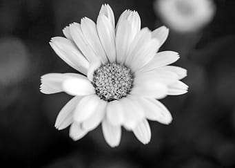 Purity