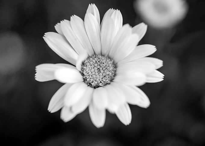 Purity