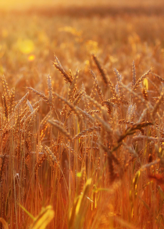 Wheat
