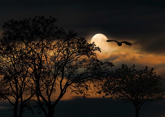 owl night fly