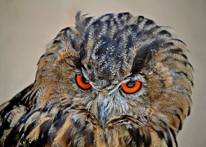 red head owl