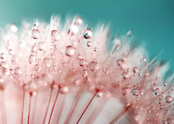 Dandelion Peach Blush