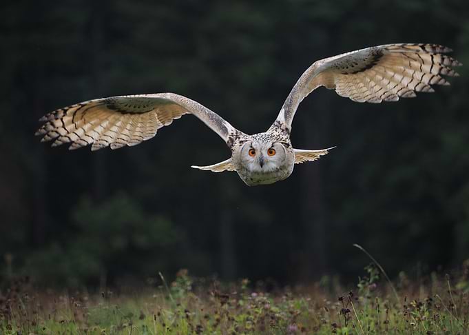 owl fly red