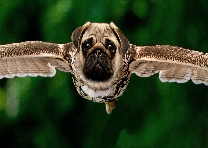 fly head dog
