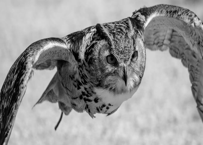 contras owl