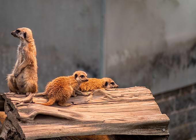 meerkat on Watch