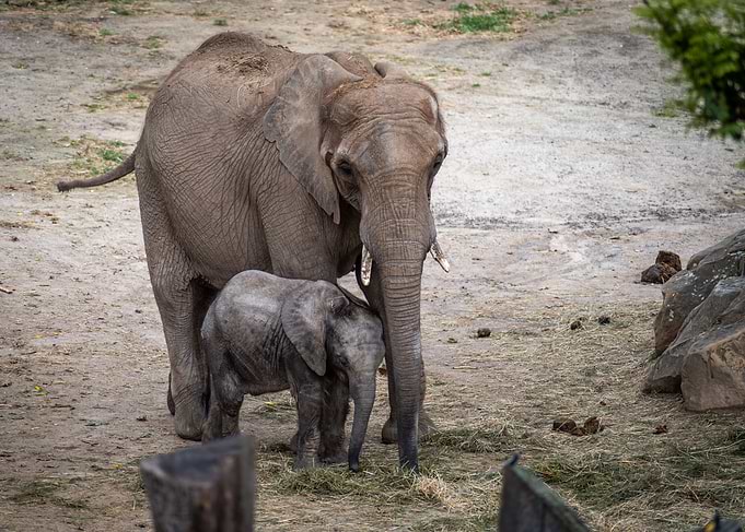 elephant mum and baby