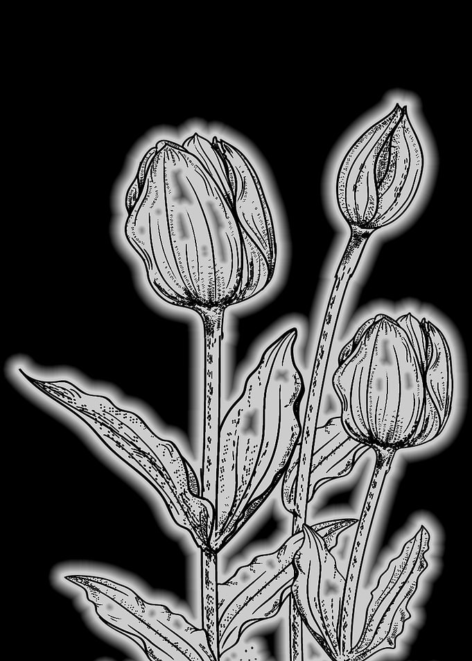 tulips