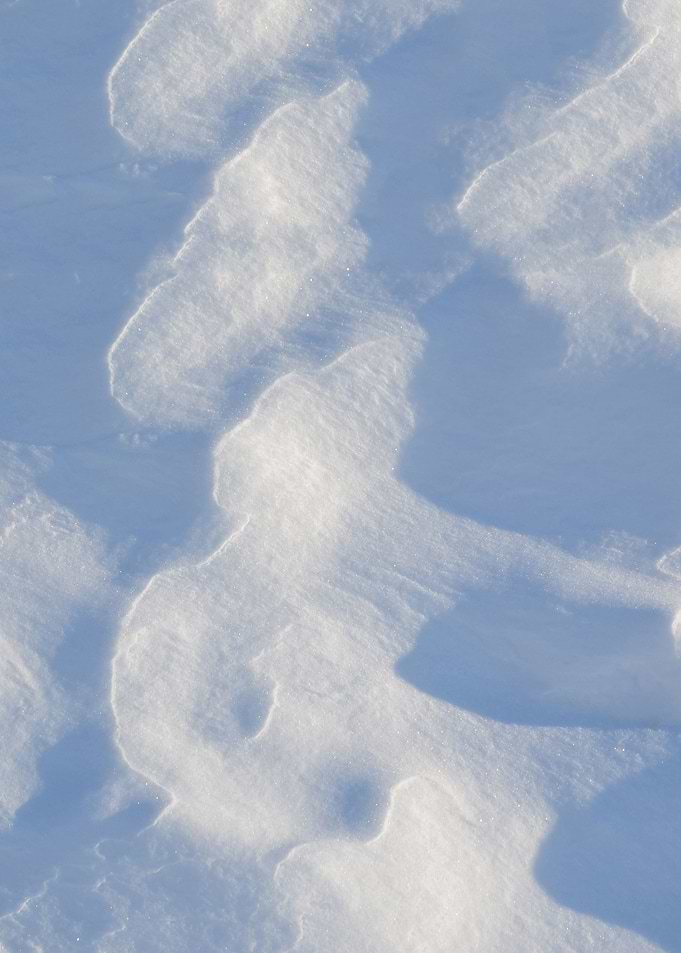 Winter Field
