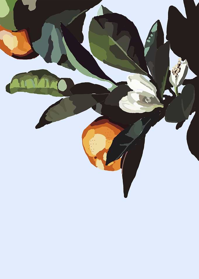 ORANGE TREE
