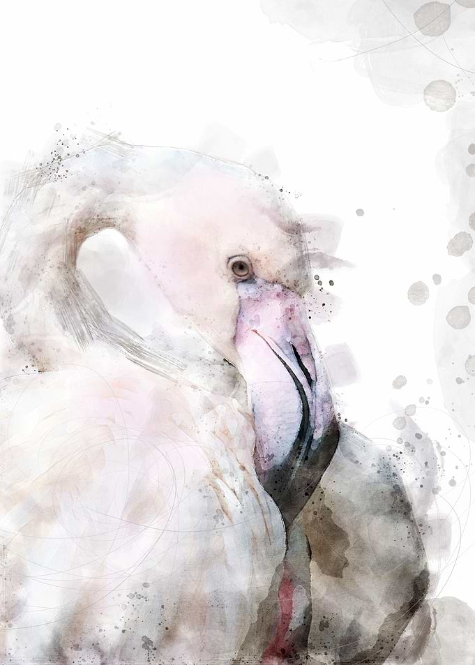 Exotic flamingo