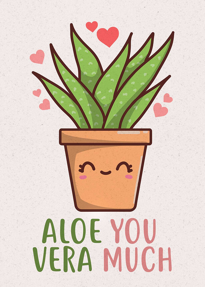 Aloe Vera Plant