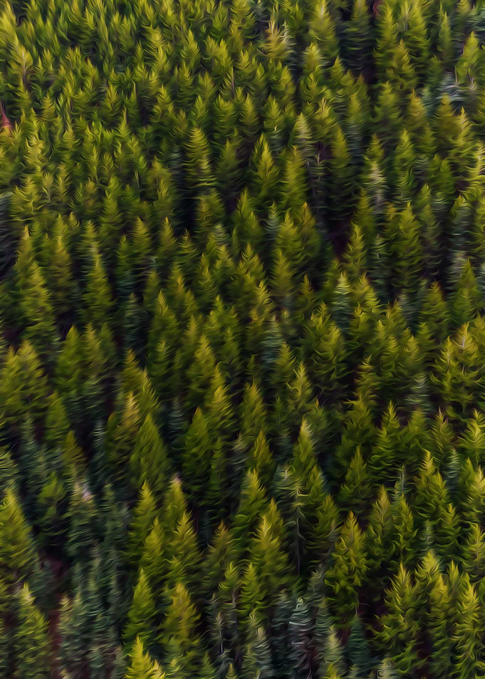 Flow of Trees