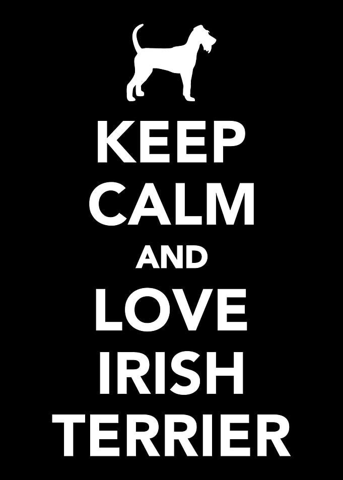 Irish Terrier