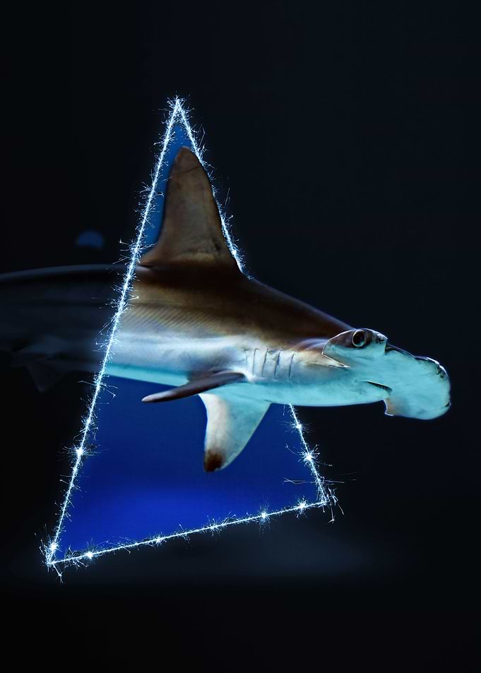 Shark