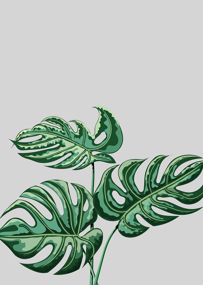 Swiss Cheese Plant