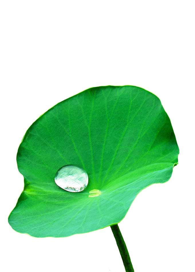 Leaf