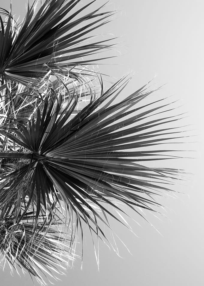 Fan Palm Black White Vibes