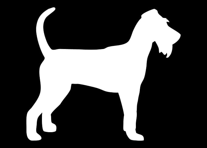 Irish Terrier