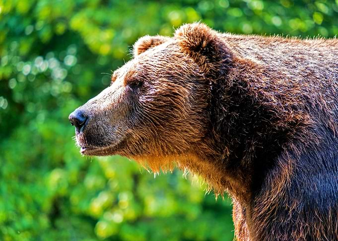 Beautiful bear