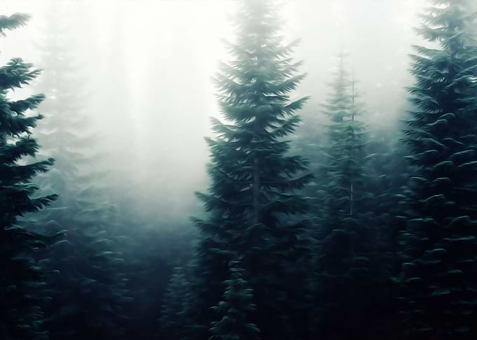 Fog