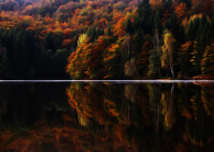 Forest Reflected