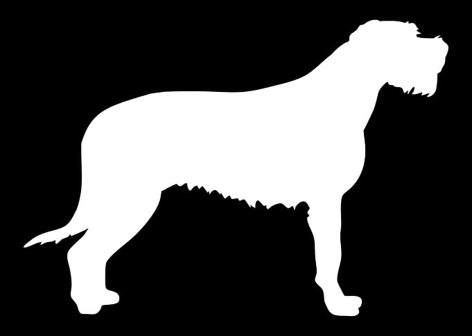 Irish Wolfhound