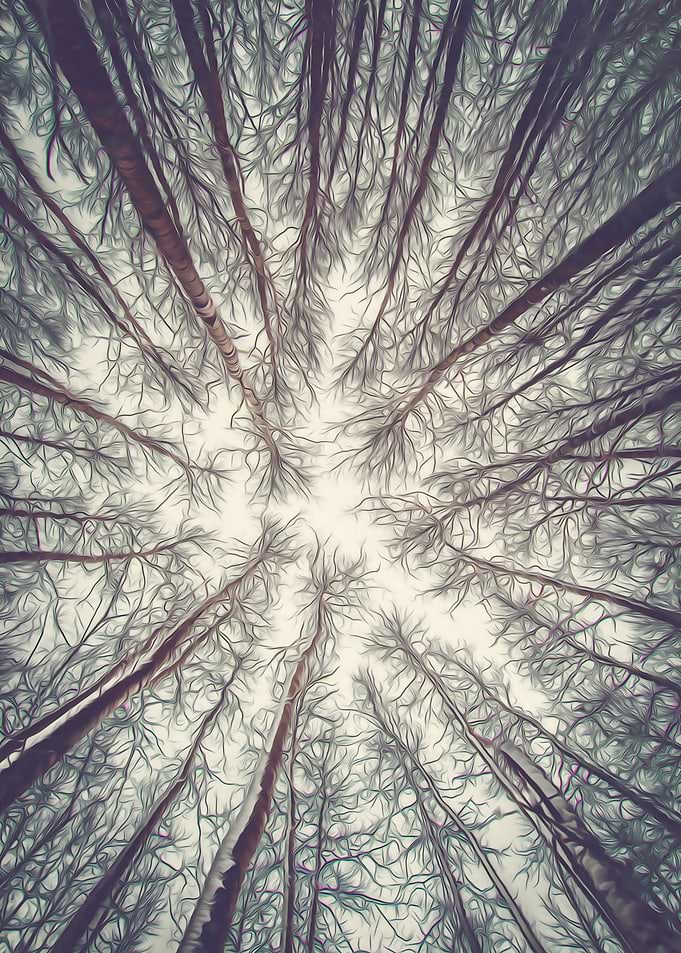 Branches