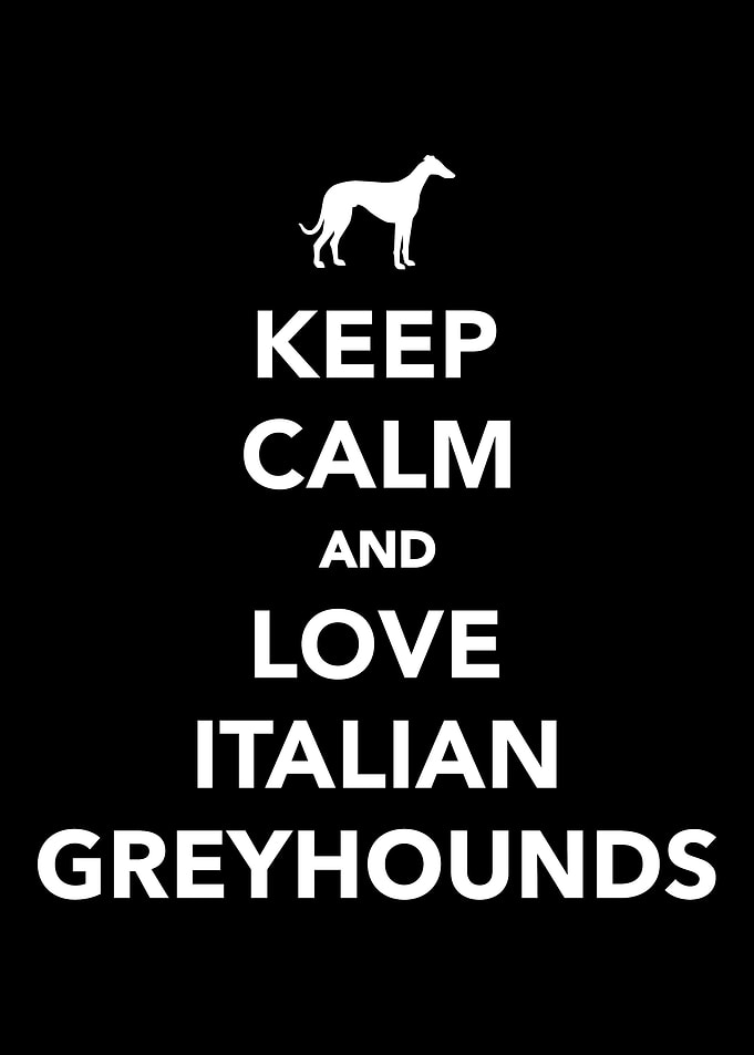 Italian Greyhound