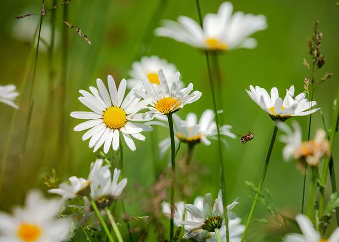 Garden white daisies