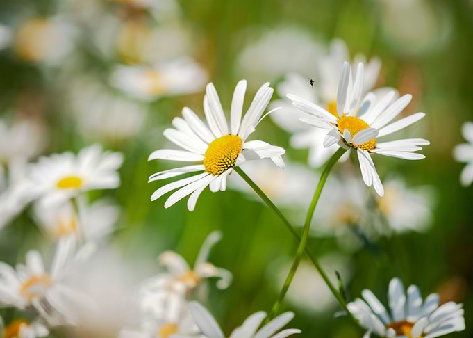 Garden white daisies