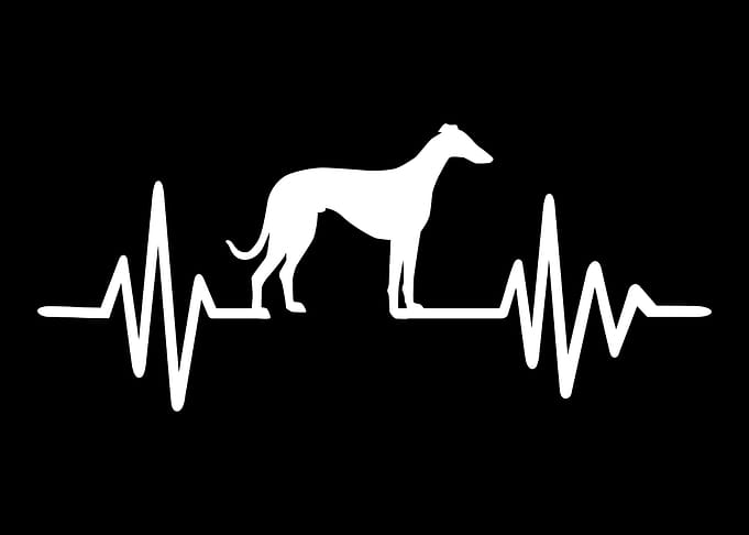 Italian Greyhound