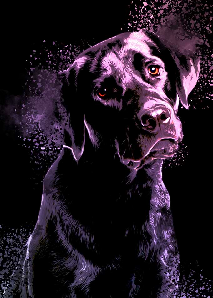 Black Labrador