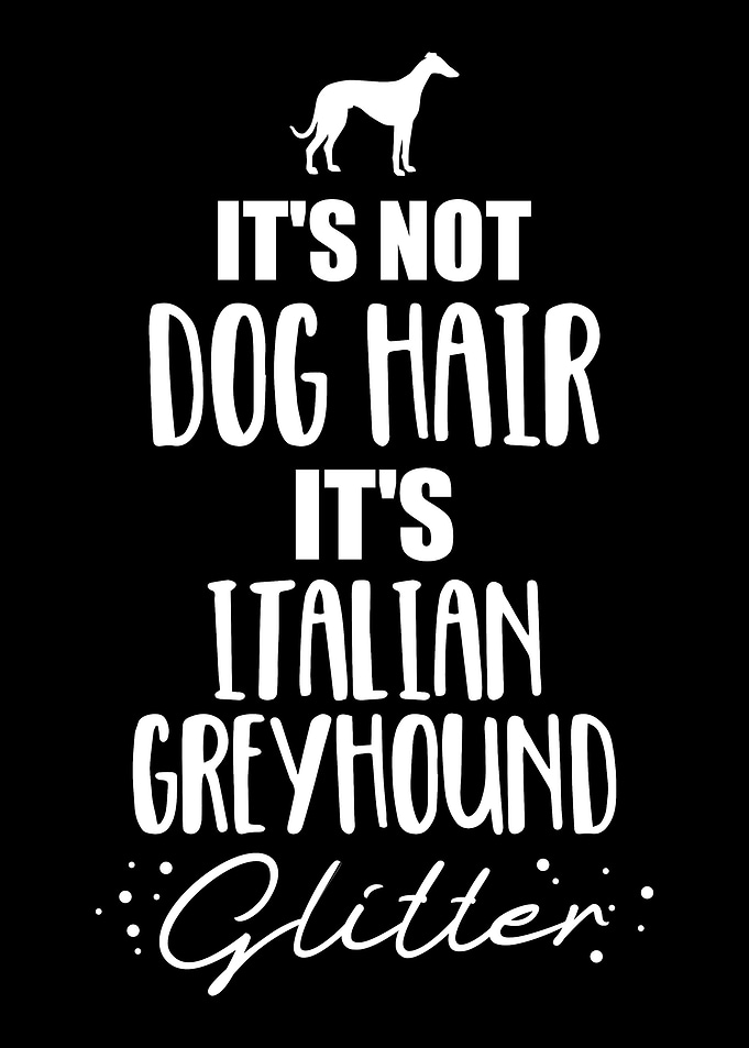 Italian Greyhound